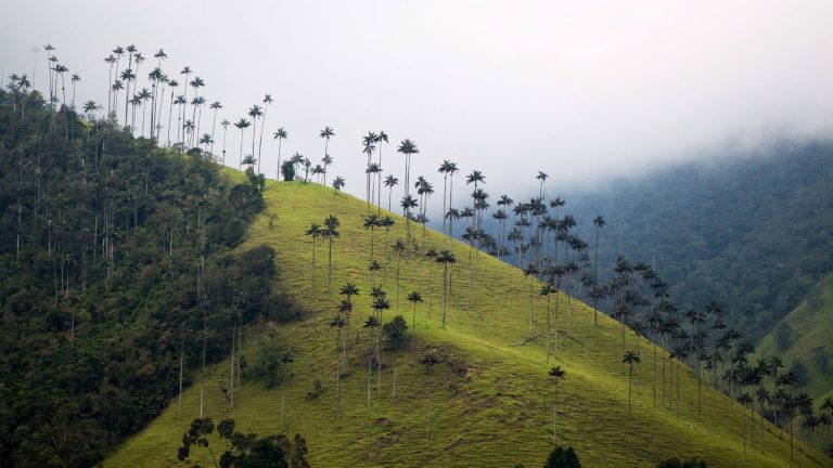 Read more about the article Lush Cocora Valley Filled with Colibri and Palm Trees