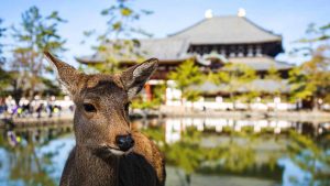 Best places to visit in Japan