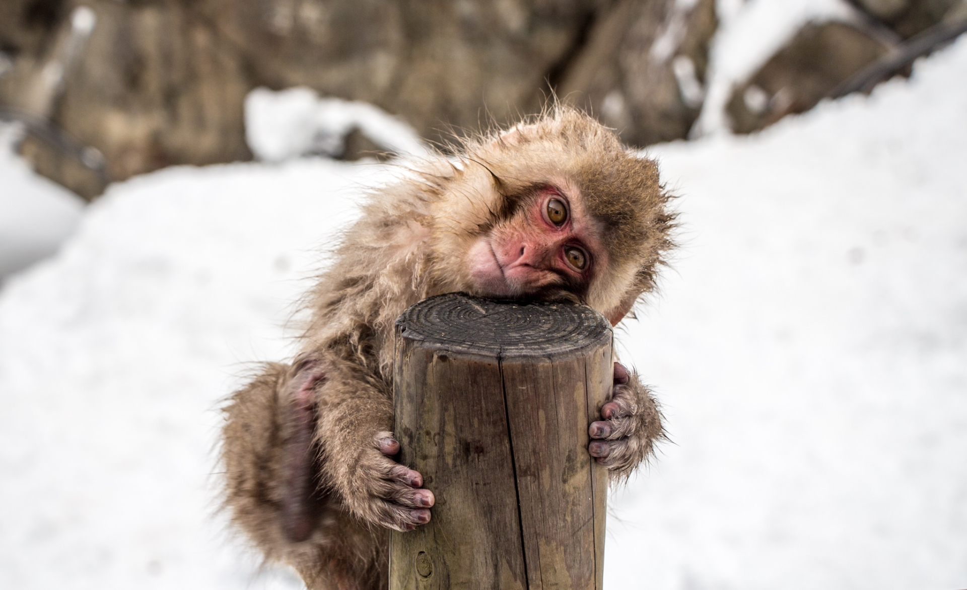 Baby Snow Monkey, Japan