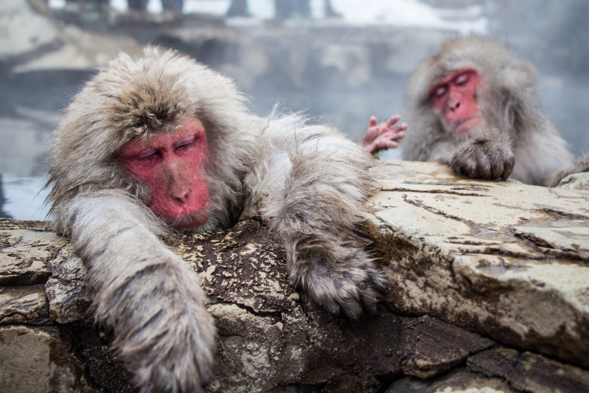 Snow Monkeys Relaxing, Japan