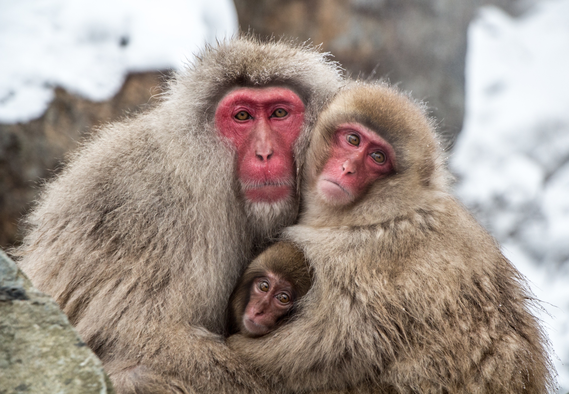 Snow Monkey Family